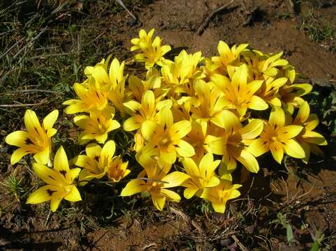 Image of Romulea tortuosa subsp. tortuosa