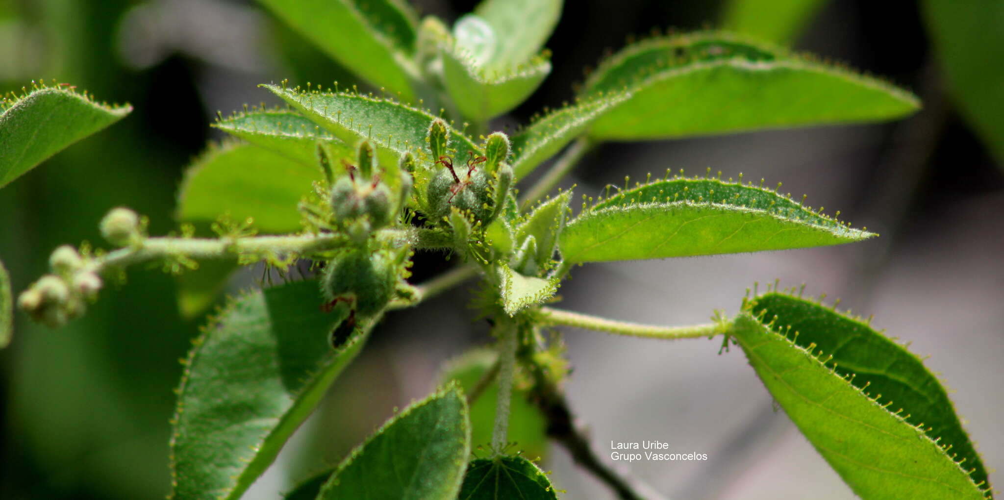 Image de Croton ciliatoglandulifer Ortega