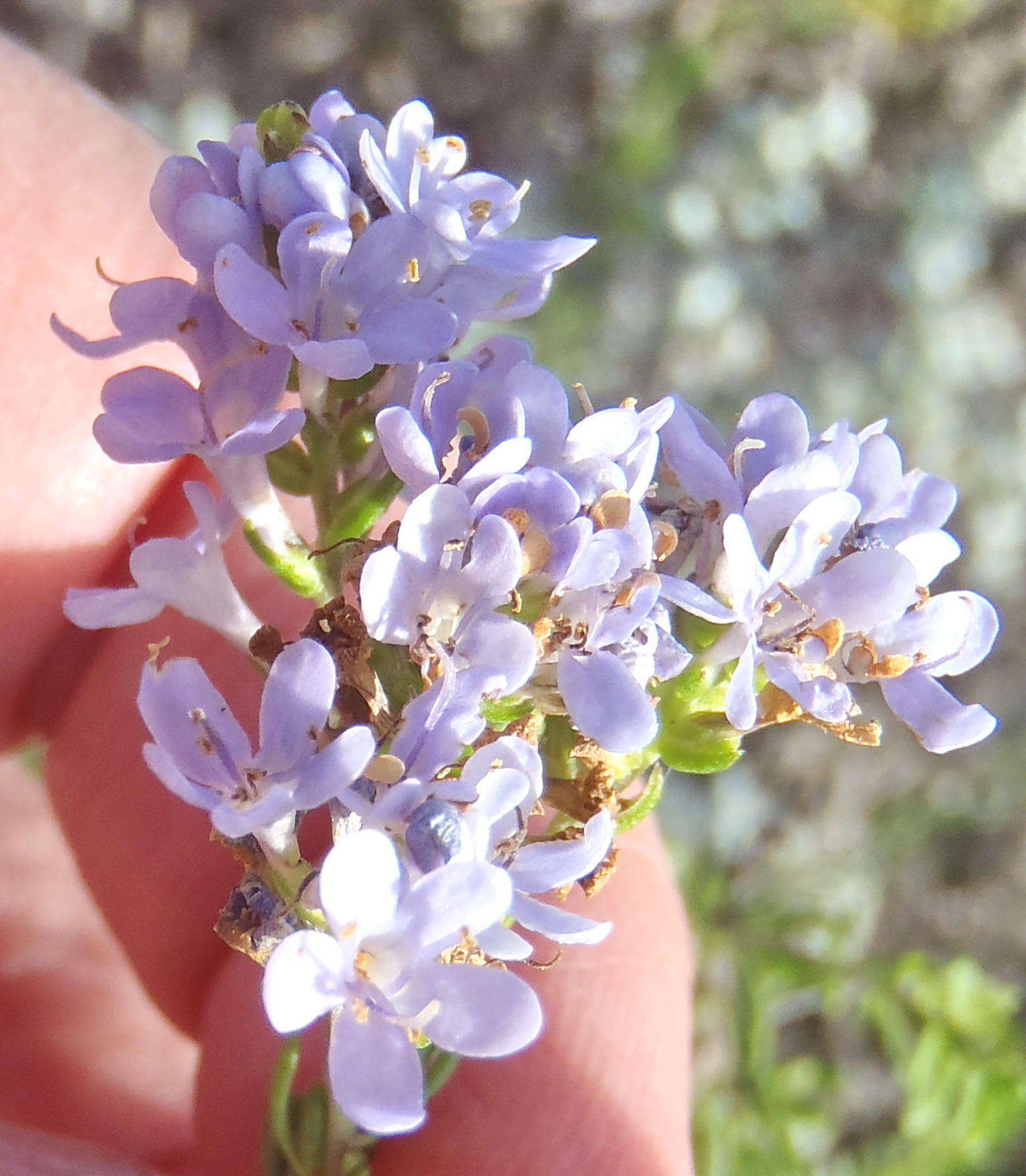 Слика од Selago cinerea L. fil.