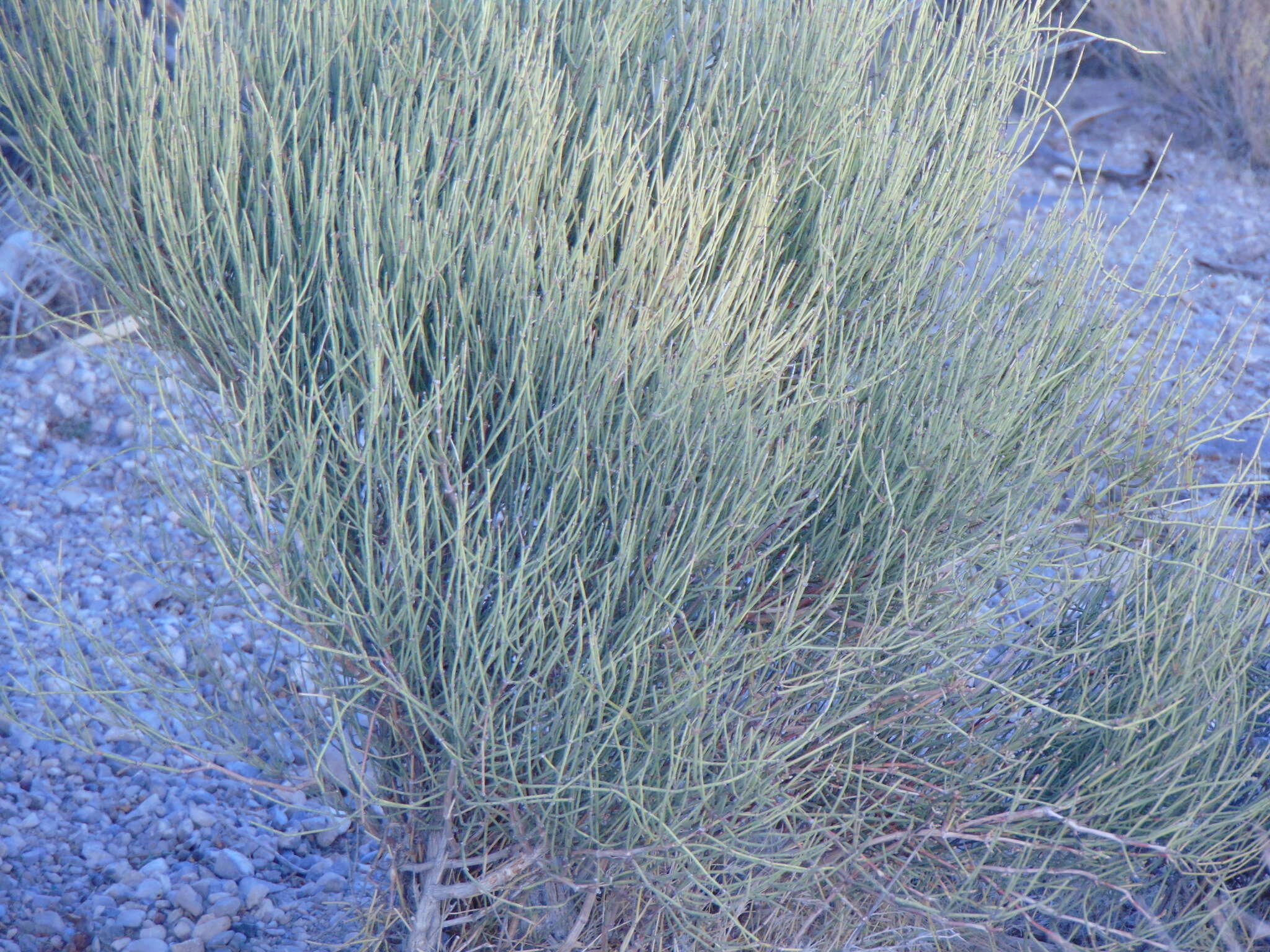 Image of Green Ephedra