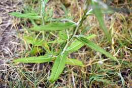 Image of Pterocaulon cordobense Kuntze