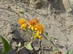 Image of Mexican Flame Vine