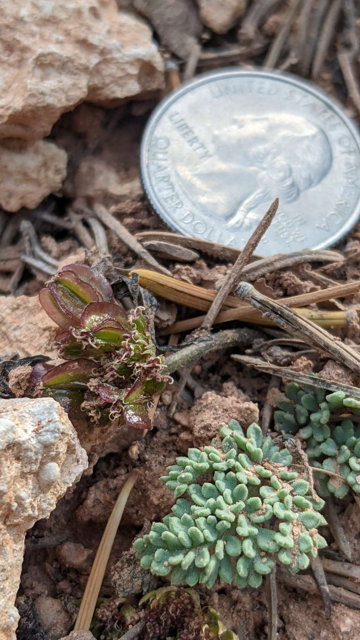 Image of Cedar Breaks springparsley