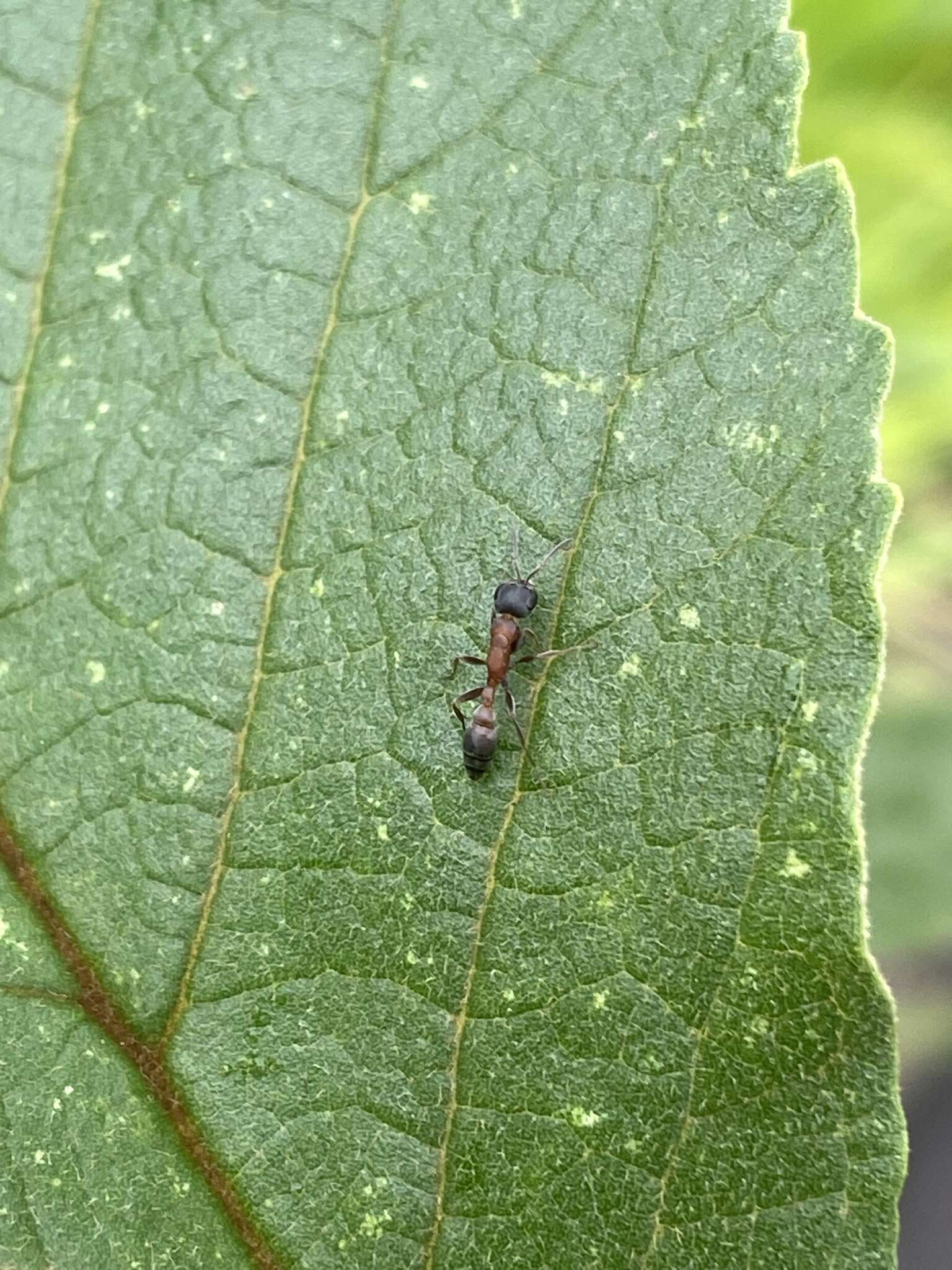 Image of Pseudomyrmex termitarius (Smith 1855)