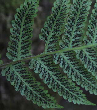 Image of Stegnogramma pozoi (Lag.) Iwatsuki