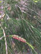 Image de Melaleuca armillaris (Gaertner) Smith