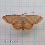 Image of Idaea impexa Butler 1879