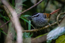 Image of Rufous-tailed Antbird