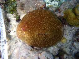 Image of Common Mushroom Coral