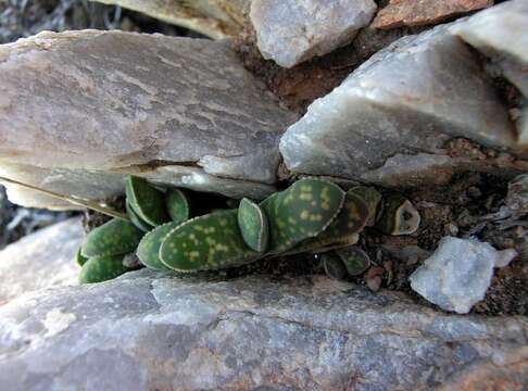 Image of Gasteria pillansii var. hallii van Jaarsv.