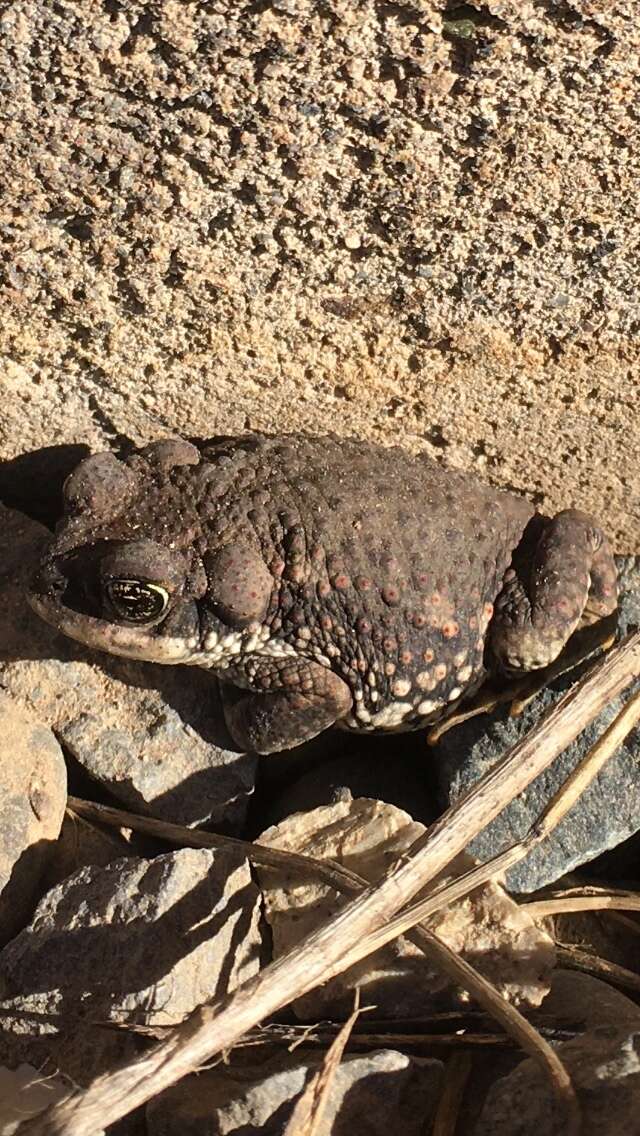 Sivun Rhinella arunco (Molina 1782) kuva