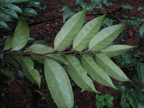 صورة Phyllanthus hohenackeri Müll. Arg.