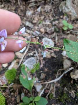 Image of Nuttall's ticktrefoil