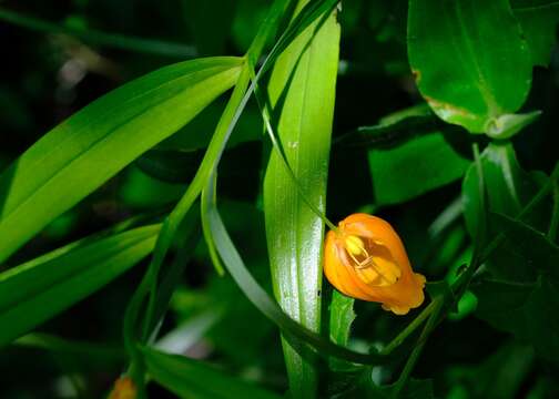 Image de Sandersonia aurantiaca Hook.