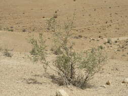 Image of Tetraena dumosa (Boiss.) Beier & Thulin