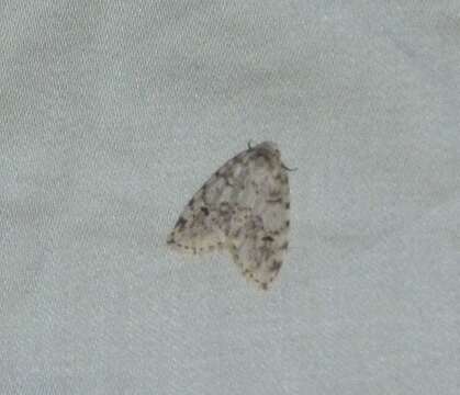 Image of Little White Lichen Moth