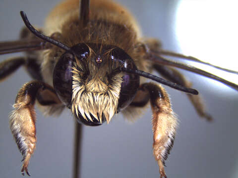 Megachile lagopoda (Linnaeus 1761) resmi