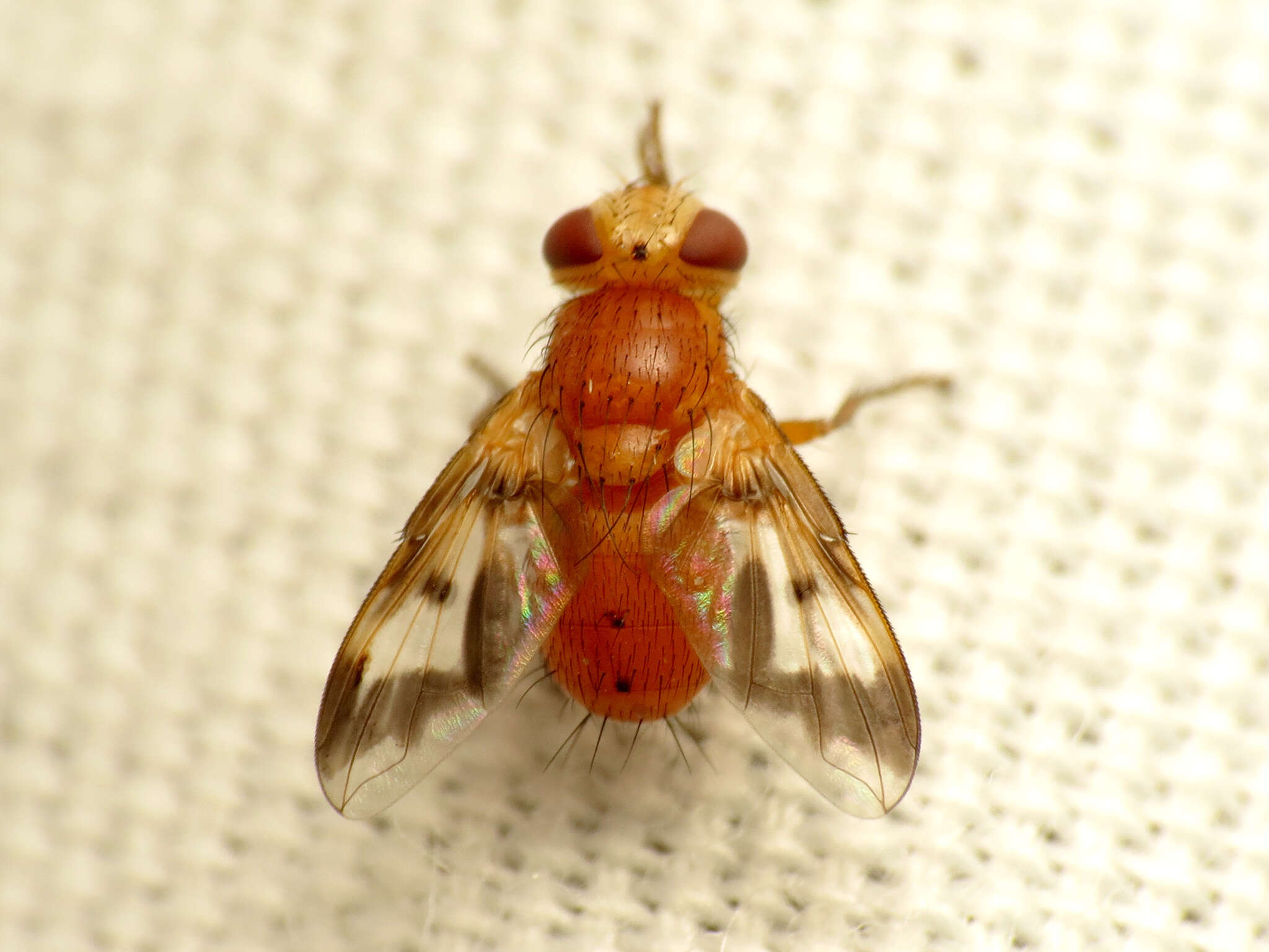 Image of Oestrophasia calva Coquillett 1902