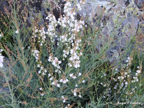 Image of Linaria nivea Boiss. & Reuter