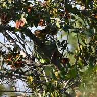 Image of Brown-headed Parrot