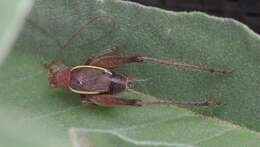 Image of Restless Bush Cricket