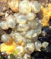 Image of Tunicate