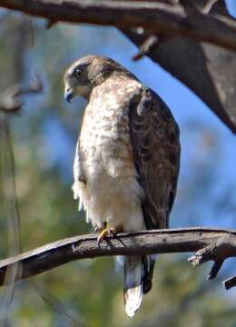 Plancia ëd Buteo platypterus (Vieillot 1823)