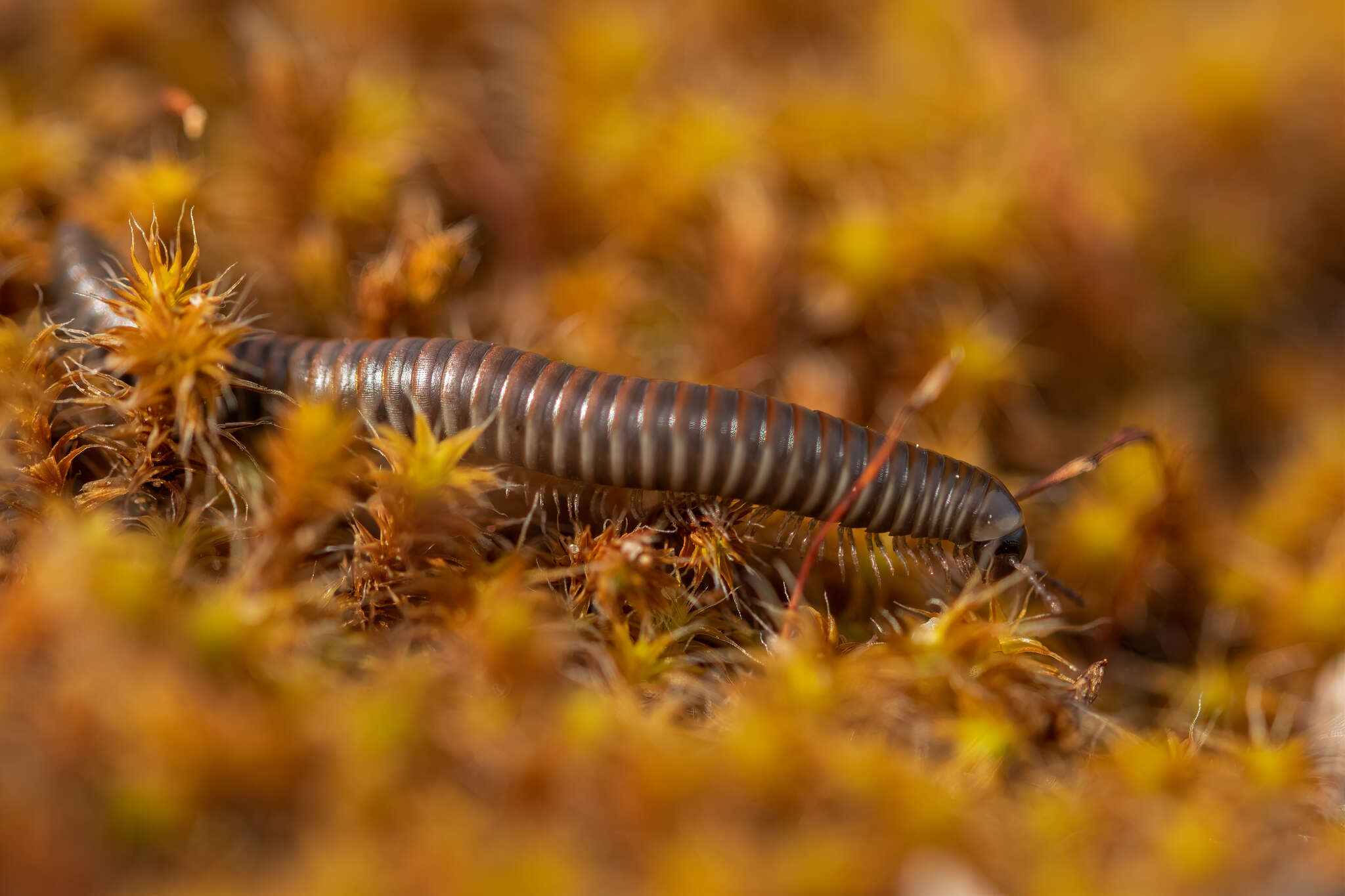 Sivun Ommatoiulus rutilans (C. L. Koch 1847) kuva