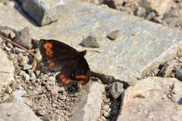 Image de Erebia jeniseiensis Trybom 1877