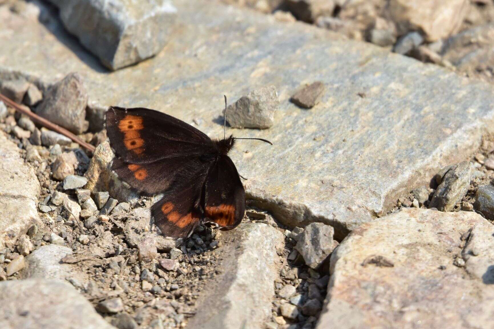 Image of Erebia jeniseiensis Trybom 1877