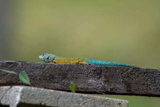 Image of Sceloporus esperanzae Mccranie 2018