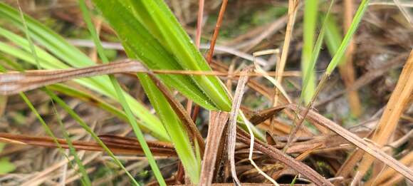 Image of Fringed Nut-Rush