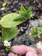 Imagem de Lonicera fragrantissima Lindl. & Paxt.