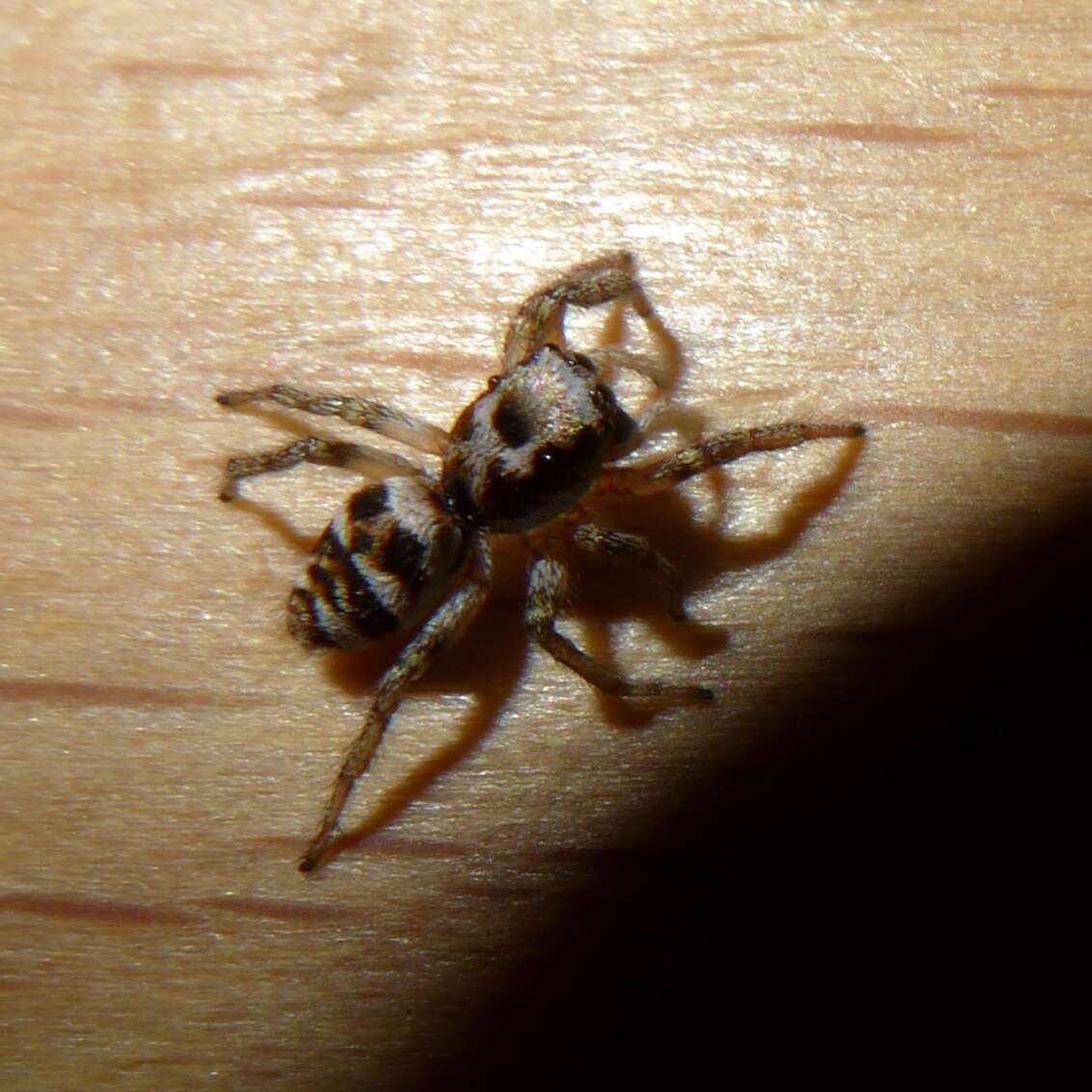 Image of Zebra spider