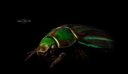 Image of Chrysina adelaida (Hope 1840)