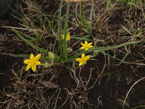 Image of Hypoxis argentea Harv. ex Baker