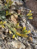 Image of King bladderpod