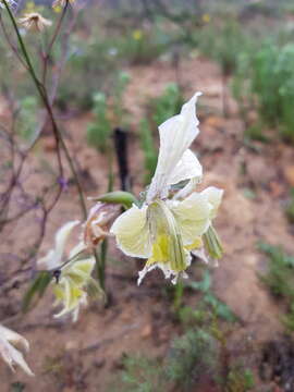 Image of Gladiolus ceresianus L. Bolus