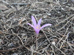 Image of Colchicum filifolium (Cambess.) Stef.