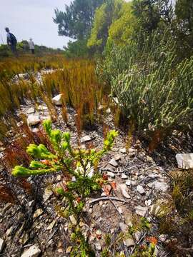 Image of Erica oblongiflora Benth.