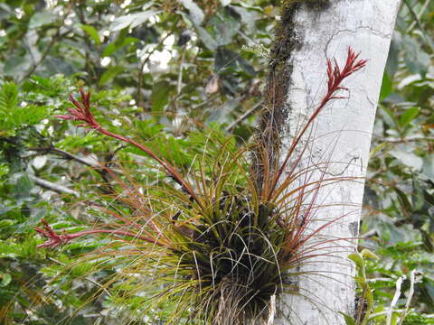 Image of Tillandsia festucoides Brongn. ex Mez