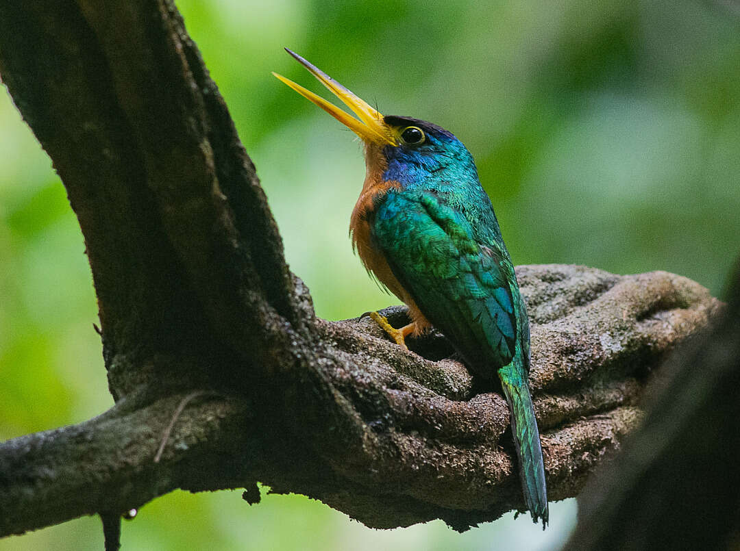 Image of Blue-cheeked Jacamar