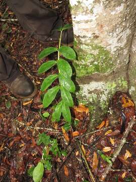 Image de Zamioculcas