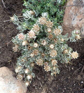 Image of Macledium spinosum (L.) S. Ortiz