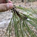 Слика од Pinus durangensis Martínez