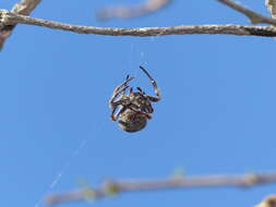 Image of Parawixia bistriata (Rengger 1836)