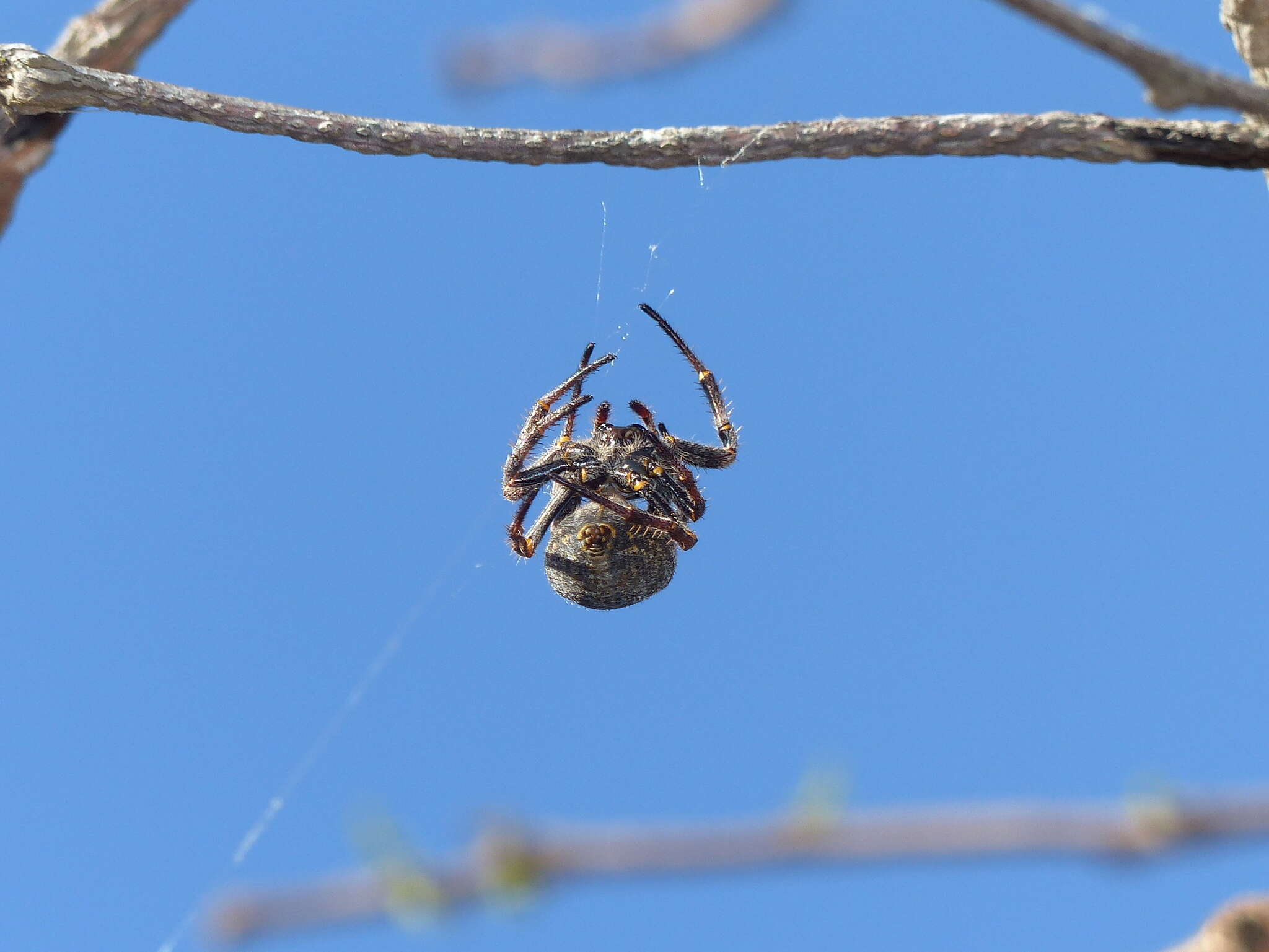 Image of Parawixia bistriata (Rengger 1836)