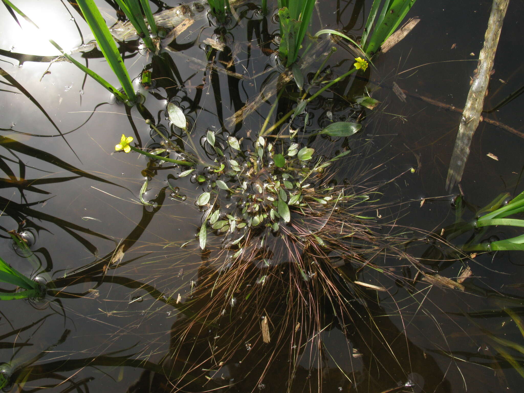 Слика од Ranunculus polyphyllus W. & K. ex Willd.