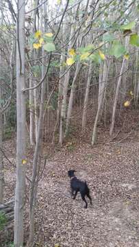 Image of Grey poplar