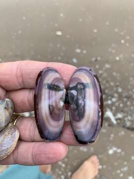 Image of Atlantic razor clam